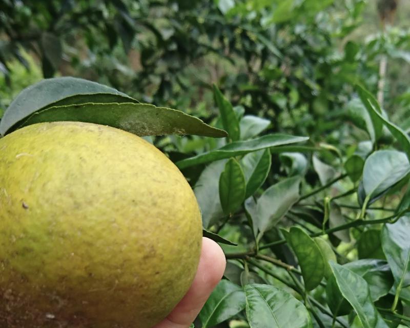 Agrowisata Buah Emas